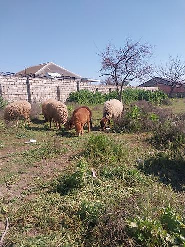 Qoyunlar, qoçlar: Razılaşma yolu ilə çox təcili satılır.balalı balasız fərq etmir — 27
