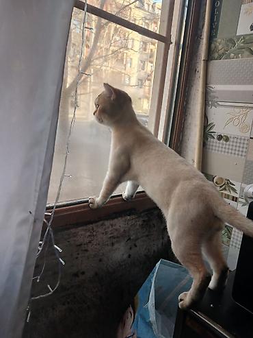 Pişiklər: Britan, Cütləşmə üçün — 8