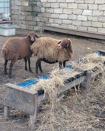 keci disi: Dişi, il: 3, Damazlıq, Ünvandan götürmə — 8