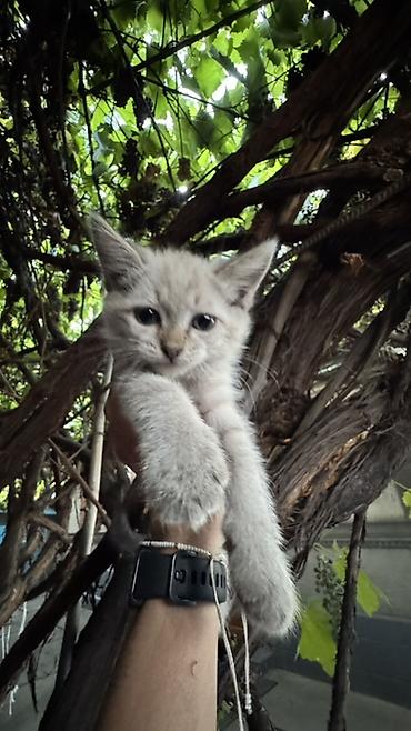 котят ош: Отдаем котят в добрую и любящую семью. Котята приучены к лотку и — 8