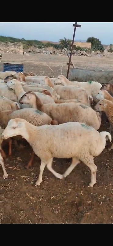 qoyun yanıbala: 🐑 210 baş qoyun, quzu və keçi satılır Ümumi 210 başdır. İçərisində — 4
