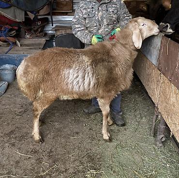 Баран, овца: Продаю | Баран (самец) | Для разведения | Племенные — 2