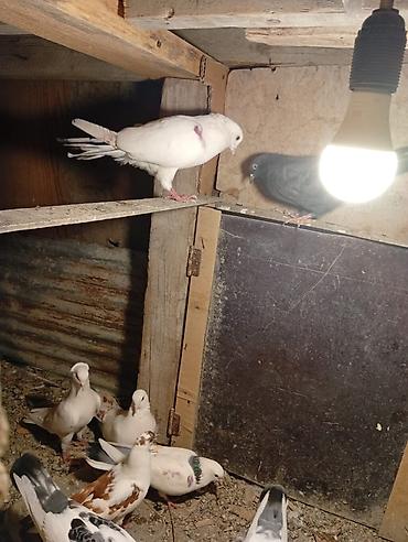 Heyvanlar: Salam hamsı satılır kom alan olsa 5 manatdan balalarda usdunde — 3