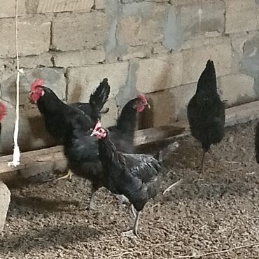 Xoruzlar: Xoruzlar satılır — 4