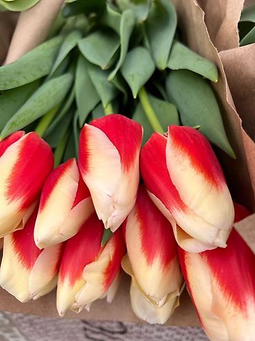 Другие товары для дома: Цветы Голландские Тюльпаны Оптом! Из Голландии получаем — 17