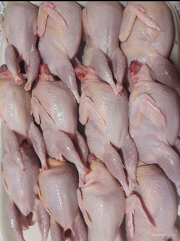 Продукты питания: Перепела и перепелиная продукция в городе Манас - Перепелиные тушки — 3