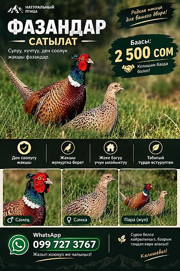талас ат: 🐦 ПРОДАЁТСЯ ФАЗАН! 🐓 🔥 Красивый фазан по хорошей цене! ✅ Красивая и — 1