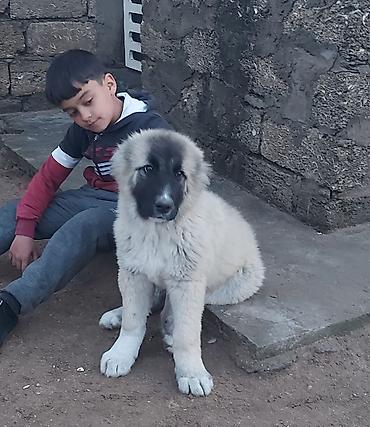 qafqaz afcarkasi satilir: Qurdbasar, 7 ay, Erkək, Peyvəndli — 5