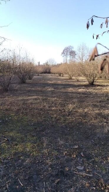 Torpaq sahələrinin satışı: 40 sot, Makler, Kupça (Çıxarış)