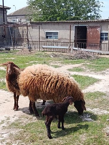 balın kilosu: Qurbanlıq qoç ana bala qoyun maştağada — 5