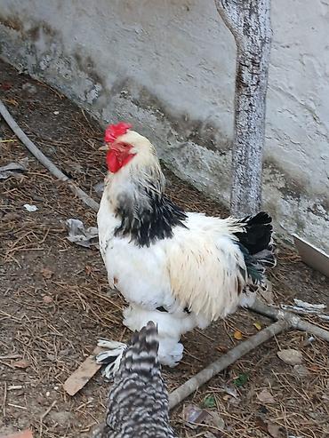 hınduska: Məhsul: Ev quşu – xoruz leyt brahman 1 yaş yarımlıq saf qan sağlam — 3