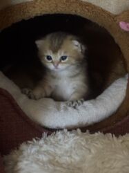 Pişiklər: Britan -da lalafo.az — 19 Pişiklər: Britan — 19