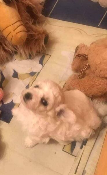 Psi: Rođeni smo 23. oktobra, dva puta smo očišćeni od parazita i primili na lalafo.rs — 7 Psi: Rođeni smo 23. oktobra, dva puta smo očišćeni od parazita i primili — 7