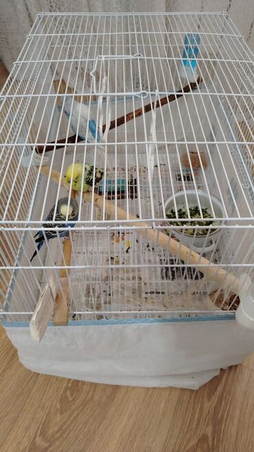quş satışı: 2 dişi 1 erkek qefesle birge satılır