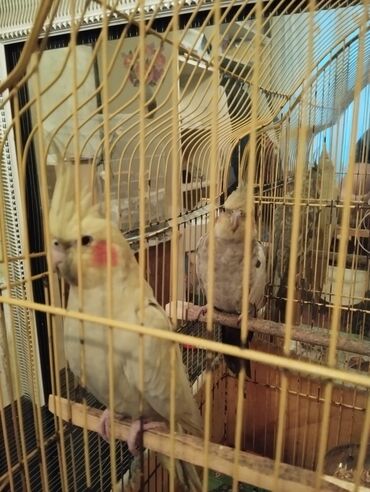 quş adları: Cüt korella satılır qəfəs qarışıq sağlam quslardir ev şəraitində