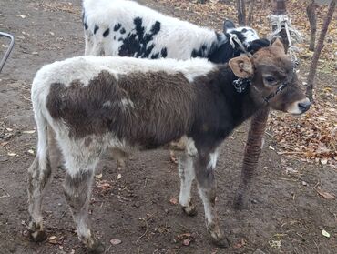 продаю музоо торпок корова самка бык самец айрширская ангус алатауская на забой для разведения на откорм племенные нетель привязанные: Продаю | Бык (самец), Музоо, торпок | На откорм, Для разведения
