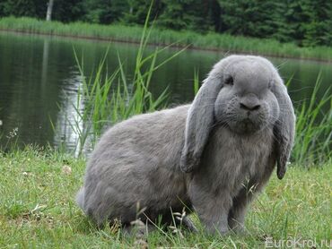 продаю кролов: Ош.Куплю!!!!крола и крольчиху. Порода французский баран .Не