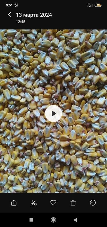 семена кукурузы китай: Кукуруза Оптом, Самовывоз