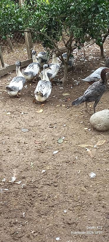 Tam sağlam ev quşları.Yaponka xoruzlar,Ətlik sort ördəklər.Unvan lalafo.az -da Tam sağlam ev quşları.Yaponka xoruzlar,Ətlik sort ördəklər.Unvan