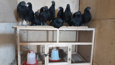 simmental ineklerin satisi: ENDIRIMLI. AYAM CEMANI TOYUQLARI VE CUCESI VE YUMURTALARI. YUMURTA