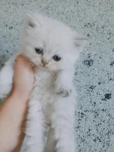 Pişiklər: Şotland, Erkək — 11