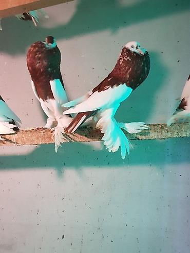 Pişiklər: Pişiklər -da lalafo.az — 19 Pişiklər: Pişiklər — 19