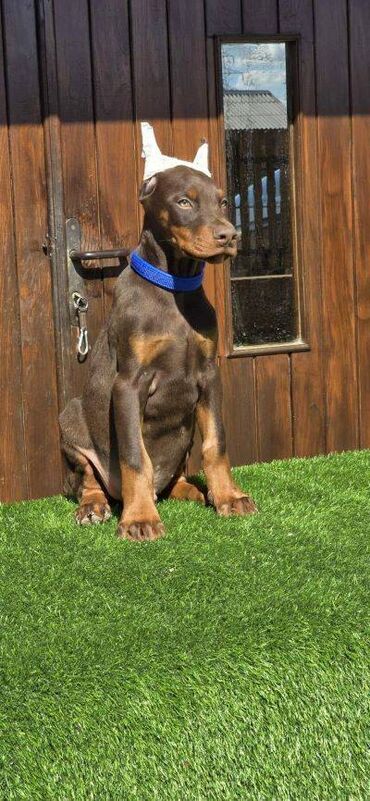 beli doberman prodaja: Doberman štenci Oštenjeni 01.08 Kupirani