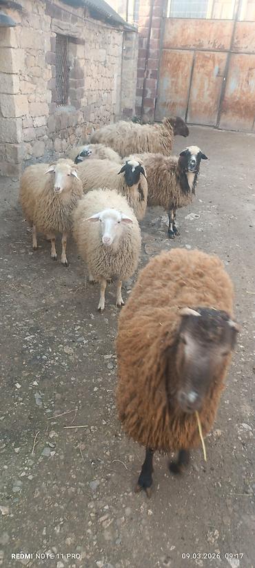 Qoyunlar, qoçlar: Satışda: qoyun sürüsü - Növ: yerli merinos qoyunlar (quzu və ana — 9