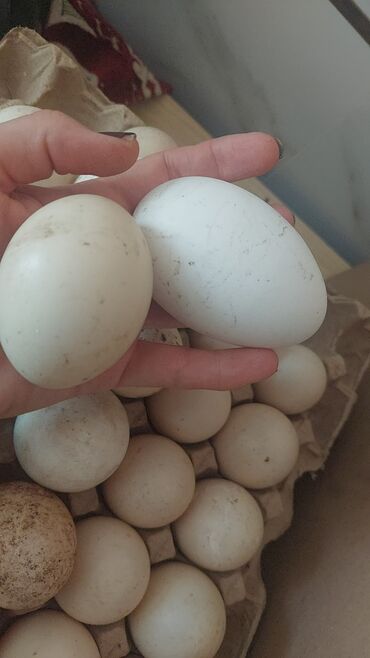 отходы для животных: В продаже есть инкубационные яйца индоутки. по 30 сом за яйцо