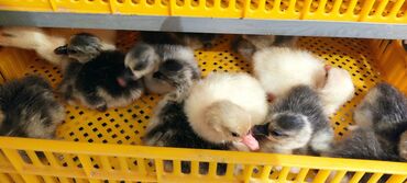 mayalı yumurta satışı: Dişi, | Linda, Yumurtalıq, Ünvandan götürmə