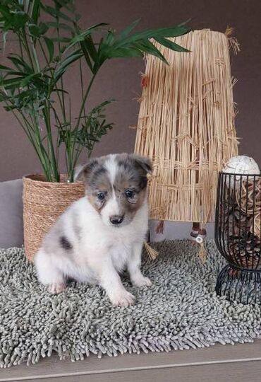 Psi: Border koli/collie štenci. Vakcinisani i očišćeni od parazita, 2 — 10