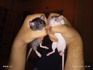 Крысы: КРЫСЯТА "ДАМБО" 3 малыша, мальчики месяц ручные активные готовы к — 9