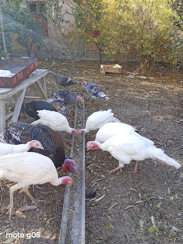 Hinduşka: Erkək, Damazlıq, Ünvandan götürmə — 7