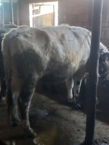 Коровы, быки: Продаю | Бык (самец) | На откорм | Привязанные — 7