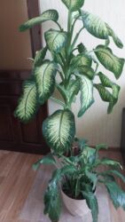 Seyflər: 🌙Nure Satılır: dibçək güllər - Böyük gül: Difenbaxiya – 50 AZN -