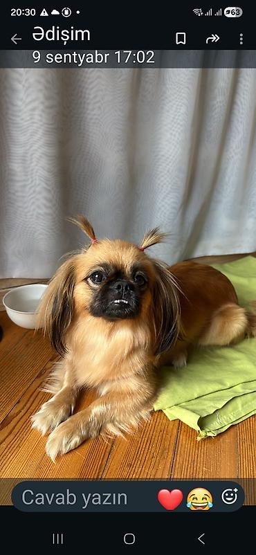 Pekines, 2 ay