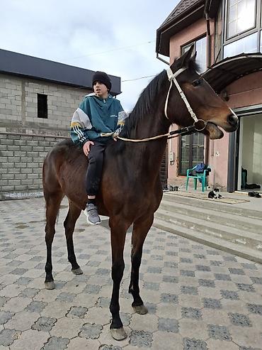 Лошади, кони: Продаю | Кобыла (самка) | Английская — 5