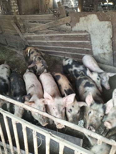 Heyvanlar: Satılır: donuz cowaqlari diri çekisi 35+40 kiloy tam sağlamdı diri — 3