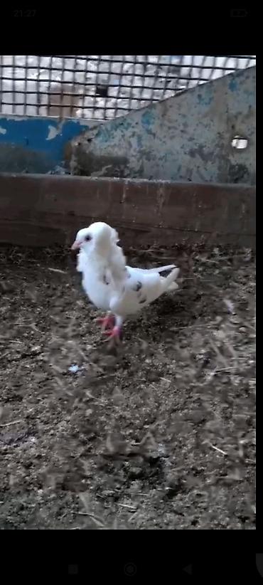 goyercin berde type 0: Ağ rəngli bəzəkli göyərçin – boyun və döş hissəsində sıx, qabarıq — 3
