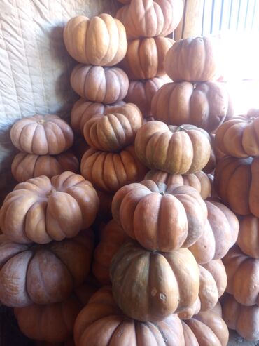 отдам вещи: Тыква рамашка сатылат at lalafo.kg отдам вещи: Тыква рамашка сатылат