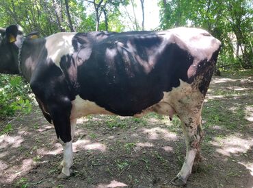 Другие животные: Продаю корову с телёнком парода галыштен для малока1-туут данный