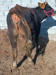 показы 1 354 72 договорная кошка даром британская короткошёрстная 1 год мальчик метис 2 позвонить написать: Сатам | Уй (ургаачы) | Алатоолук | Көбөйтүү үчүн, Сүт алуу үчүн | Бооз