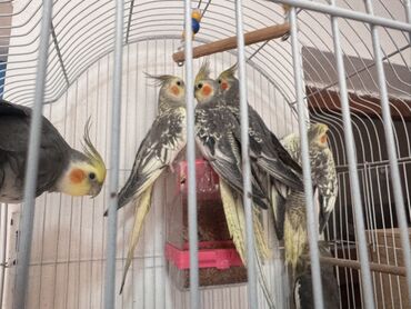 it yuva: Nimfa (cockatiel) tutuquşuları – müxtəlif rənglərdə və naxışlarda -