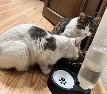 Отдам даром кошку: БЕСПЛАТНО 2 кошечки в хорошие руки. В связи с переездом в другую — 7