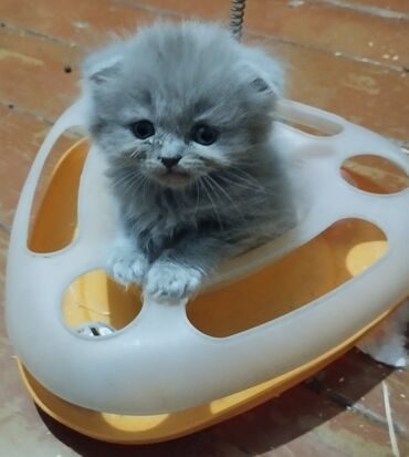 купить кошку вислоухий: ! КОТЯТА! В ПРОДАЖЕ ШОТЛАНДСКИЕ КОТЯТА, СКОТТИШ ФОЛД И СКОТТИШ