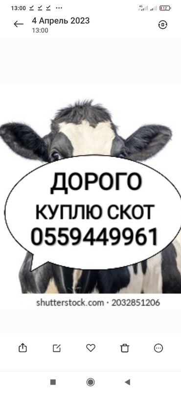 купить корову в бишкеке: Куплю | Коровы, быки, Лошади, кони | Круглосуточно, Любое состояние, Забитый