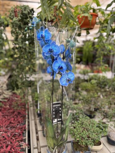 Digər bitkilər: Spathiphyllum 25-40azn kalanxoe 10azn mavi orxideya 45azn mədinə