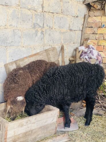 стригальная машинка для стрижки овец продается: Продаю |