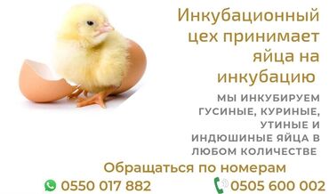 Предоставляем услуги по икубацие яйца!!!! инкубируем (Гусиное яйо!