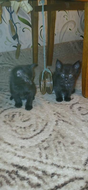 наполнитель для котят: Котята, домашние - Окрас: два угольно‑чёрных котёнка с небольшими — 1